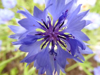 Close-up of purple blue flower