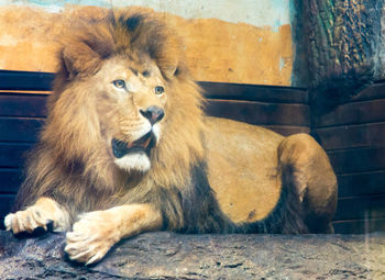 Lion relaxing in a zoo