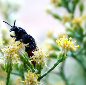 Close-up of bee pollinating on yellow flower