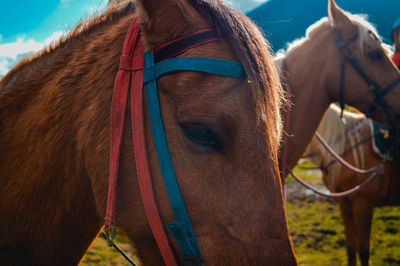 Close-up of horse standing against sky