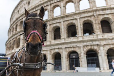 View of horse in front of building