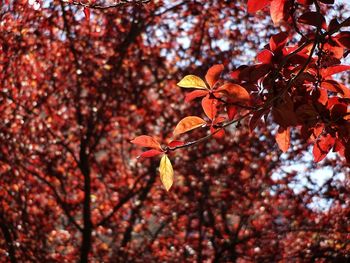 Low angle view of cherry blossoms on tree during autumn