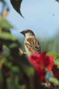 Close-up of bird perching on flower