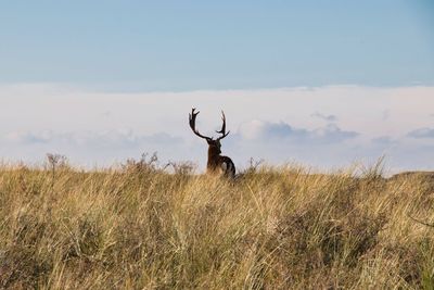 View of deer on field against sky