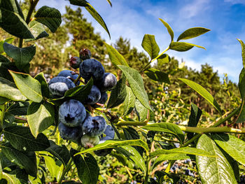 Close-up of fruits growing on tree