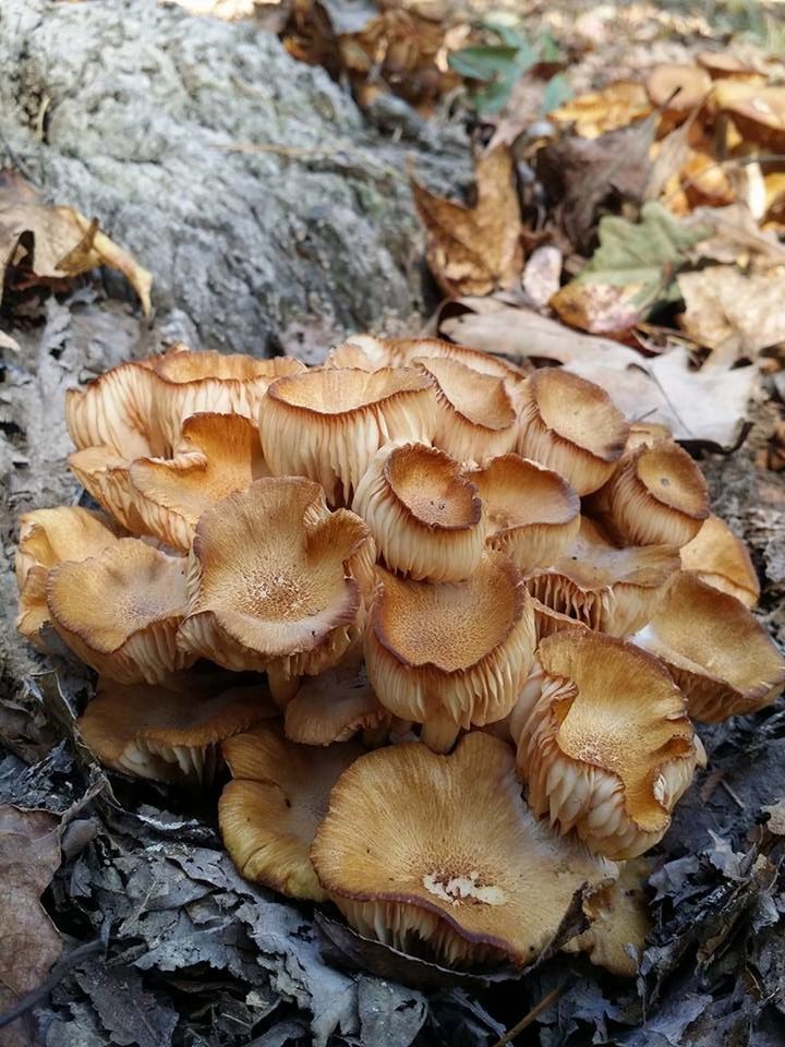 mushroom, fungus, toadstool, nature, vegetable, no people, edible mushroom, land, growth, beauty in nature, food, day, close-up, field, plant, tree, focus on foreground, outdoors, high angle view, fragility