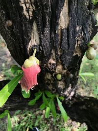 Close-up of pink flower on tree trunk