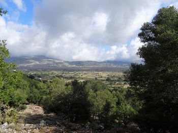 Scenic view of forest against sky