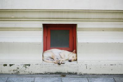 Cat lying on house