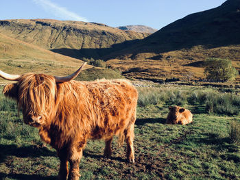 Highland cows in a field in front of a mountain