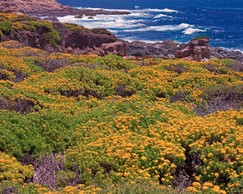 High angle view of trees and rocks