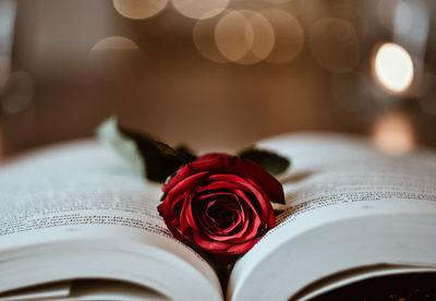 Close-up of red rose on book