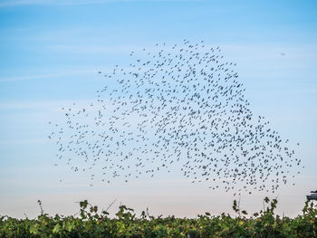 Low angle view of birds flying in sky