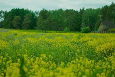 Scenic view of oilseed rape field against sky