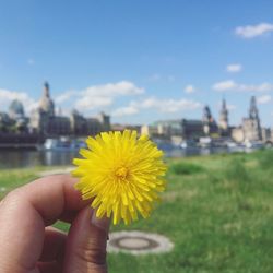 Cropped hand holding flower