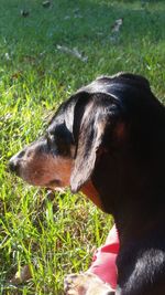 Dog looking away on field