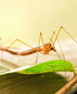 Close-up of insect