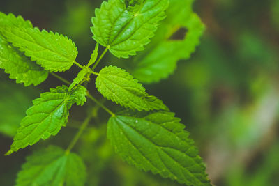 Close-up of green leaves