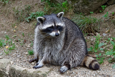 Close-up of lion on field