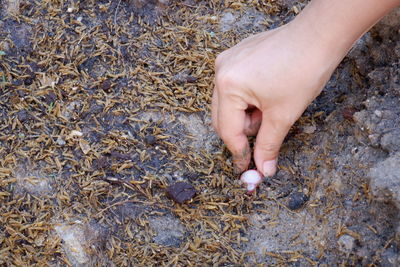 High angle view of person hand holding land