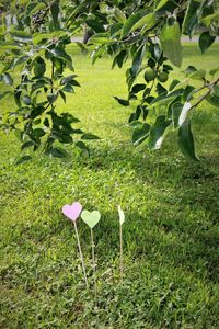 Flower plant on field