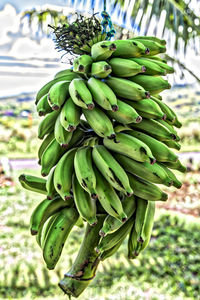 Close-up of banana tree