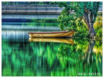 Reflection of plants in lake