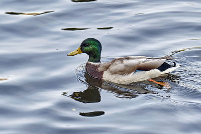 Duck swimming in a lake