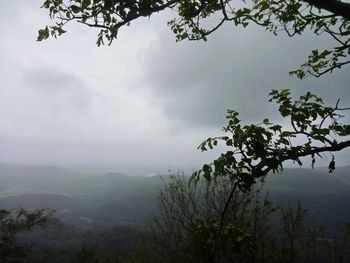 Scenic view of tree against sky