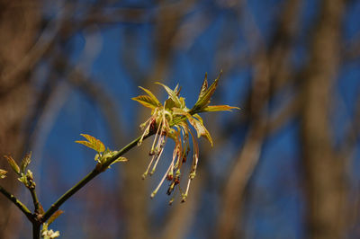 Close-up of plant against blue sky