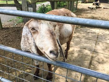 Goat in pen