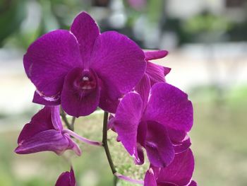 Close-up of purple iris flower