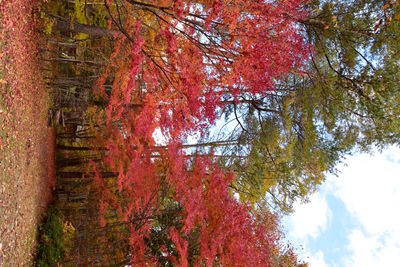 View of autumnal trees