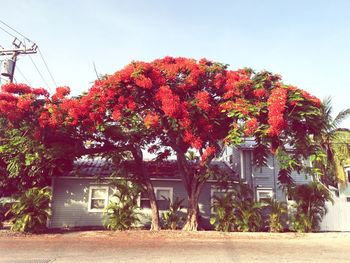 View of plants with trees in background