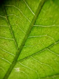 Close-up of green leaves