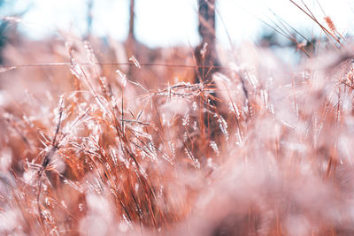 Close-up of dry plants on land