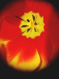 Close-up of yellow hibiscus blooming outdoors