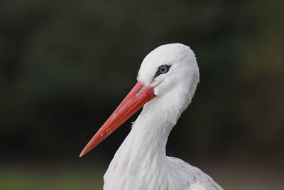 Close-up of a bird