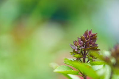 Close-up of purple flowering plant