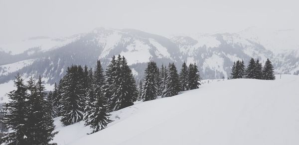 Pine trees on snow covered mountain against sky