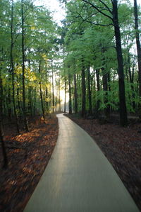 Road passing through forest