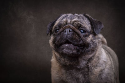 pug