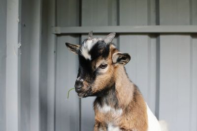 Cute pygmy goat 