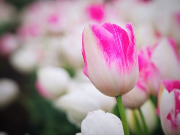 Close-up of pink tulip