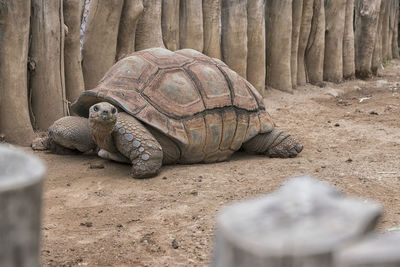 Turtle in zoo
