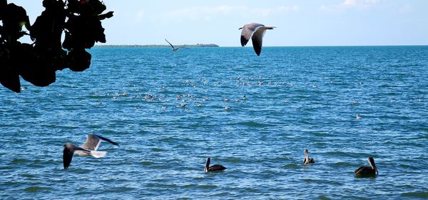 Seagulls flying over sea against sky