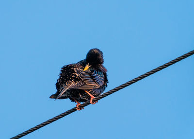 Starling perching on power line