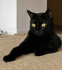 Close-up portrait of black cat at home