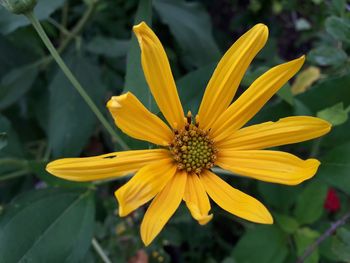 Close-up of yellow flower