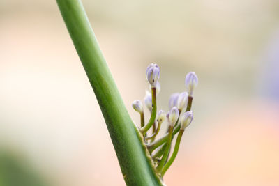 Close-up of flowering plant